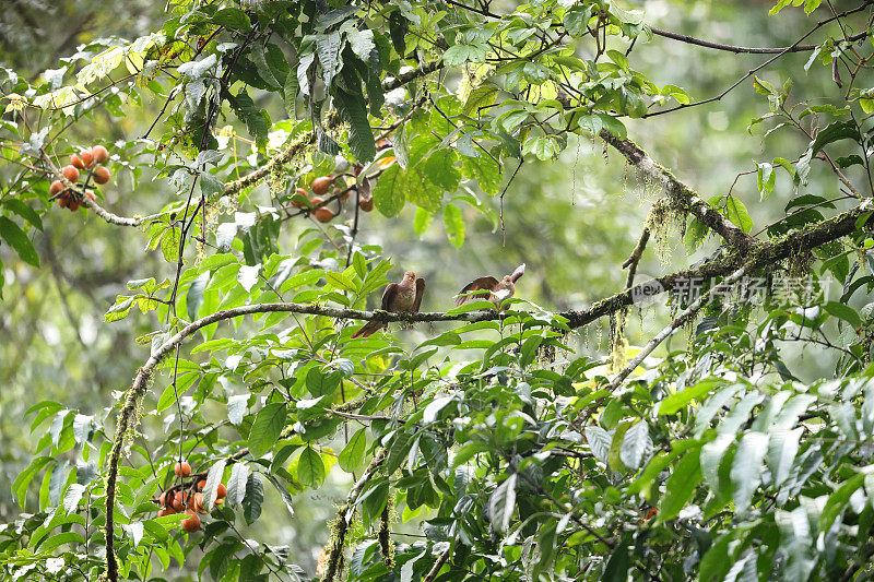 杜鹃鸽:成年小杜鹃鸽(Macropygia ruficeps)。